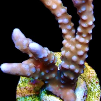WYSIWYG 17J Pink Pearl Anacropora Frag