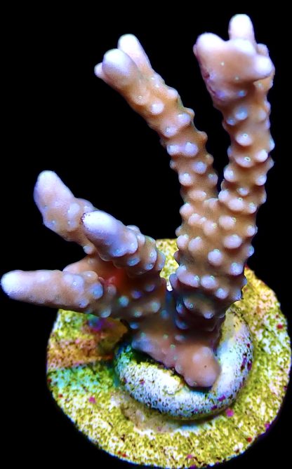 WYSIWYG 17J Pink Pearl Anacropora Frag