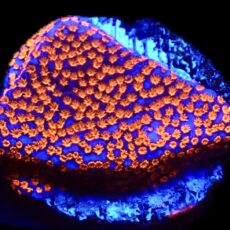 WYSIWYG 13C Superman Montipora