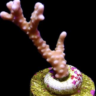 WYSIWYG 19K Pink Pearl Anacropora Frag
