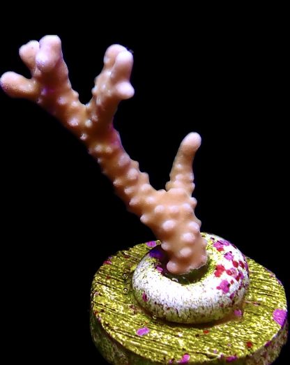 WYSIWYG 19K Pink Pearl Anacropora Frag