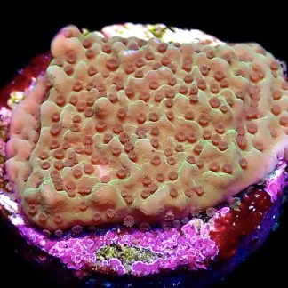 WYSIWYG 12C Emerald Encruster Montipora