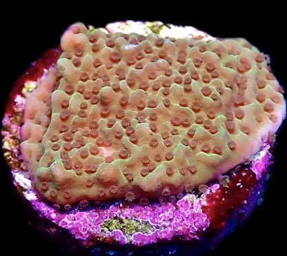 WYSIWYG 12C Emerald Encruster Montipora