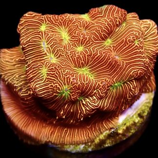 WYSIWYG 21A Jack O' Lantern Leptoseris Frag