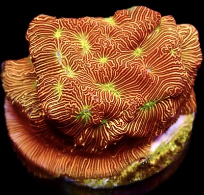 WYSIWYG 21A Jack O' Lantern Leptoseris Frag