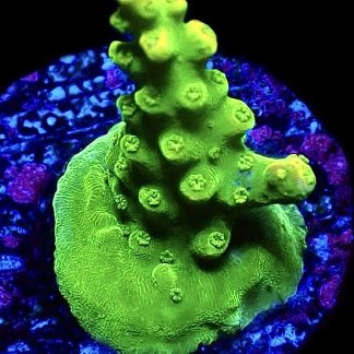 WYSIWYG 10G Rainbow Loom Acropora