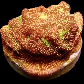 WYSIWYG 8K Jack O' Lantern Leptoseris Frag