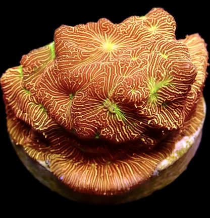 WYSIWYG 8K Jack O' Lantern Leptoseris Frag
