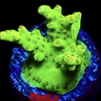 WYSIWYG 18J Rainbow Loom Acropora Frag