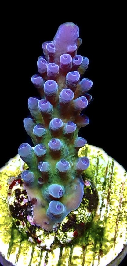 WYSIWYG 19C Miyagi Tort Acropora Frag