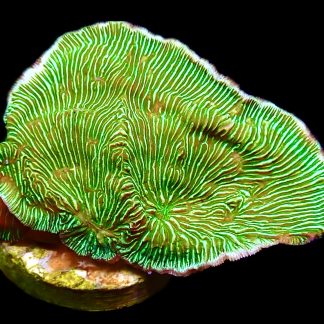 WYSIWYG 7H Wrinkle Leptoseris Frag