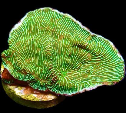 WYSIWYG 7H Wrinkle Leptoseris Frag