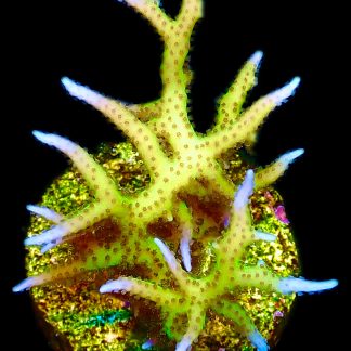 WYSIWYG 14i Lime Berry Hysterix Frag