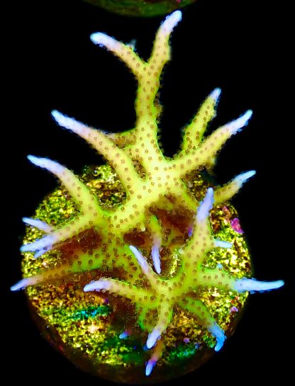 WYSIWYG 14i Lime Berry Hysterix Frag