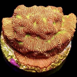 WYSIWYG 15K Jack O' Lantern Leptoseris Frag