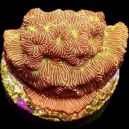 WYSIWYG 15K Jack O' Lantern Leptoseris Frag