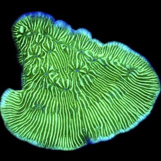 WYSIWYG 33F Wrinkle Leptoseris Frag