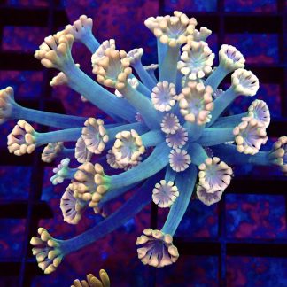 WYSIWYG T4 Ultra Alvepora Frag