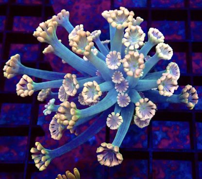 WYSIWYG T4 Ultra Alvepora Frag