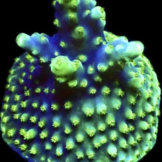 WYSIWYG 9i Purple Monster Acropora Frag