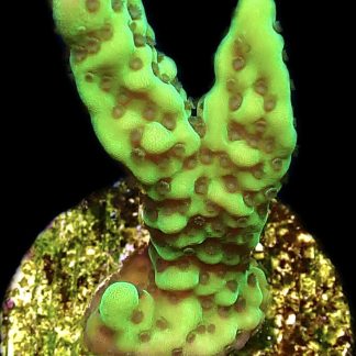 WYSIWYG 10B Appleberry Montipora