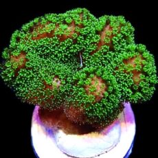 Ultra Neon Fluorescent / Pink Based Stylophora Frag
