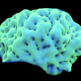 WYSIWYG 7G Mojito Montipora Palawanensis Large