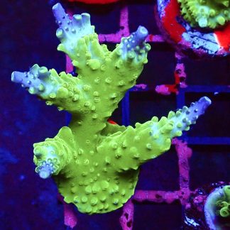 WYSIWYG L1 Blue Marvel Staghorn Acropora Colony