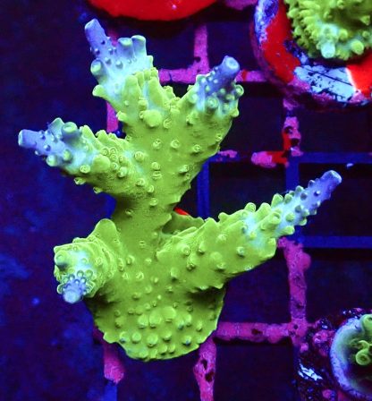 WYSIWYG L1 Blue Marvel Staghorn Acropora Colony