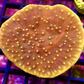 WYSIWYG T10 Yellow Scrolling Turbinaria Colony