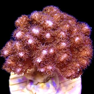 WYSIWYG M25 Cherry Tree Pocillopora Frag