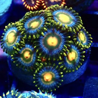 WYSIWYG Zoanthid Frag B2