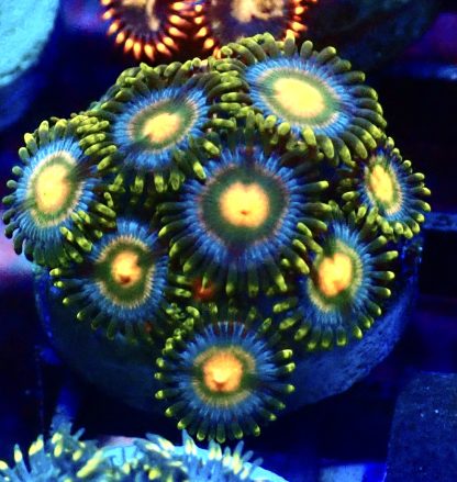 WYSIWYG Zoanthid Frag B2