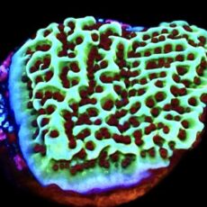 Jedi Mind Trick Montipora