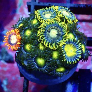 WYSIWYG Zoanthid Frag B29