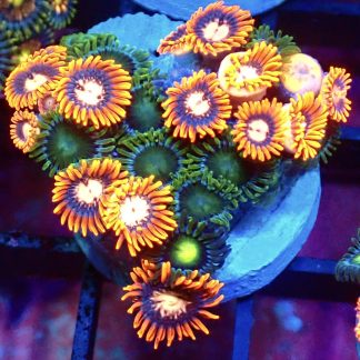 WYSIWYG Zoanthid Frag B31