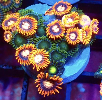 WYSIWYG Zoanthid Frag B31