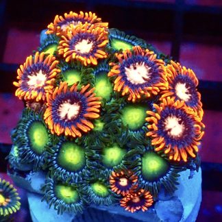 WYSIWYG Zoanthid Frag B32
