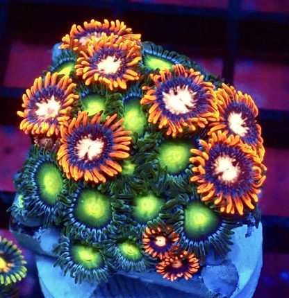 WYSIWYG Zoanthid Frag B32