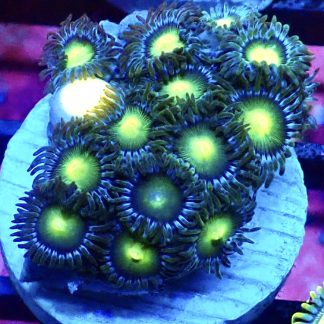 WYSIWYG Zoanthid Frag B33
