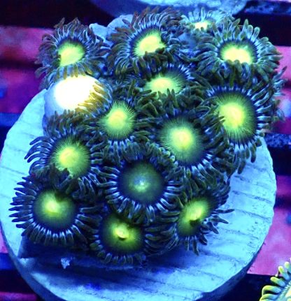 WYSIWYG Zoanthid Frag B33