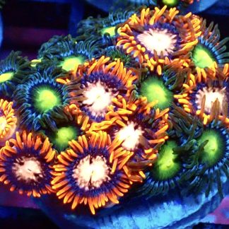 WYSIWYG Zoanthid Frag B34