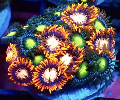WYSIWYG Zoanthid Frag B34