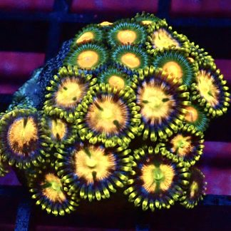 WYSIWYG Zoanthid Frag B40