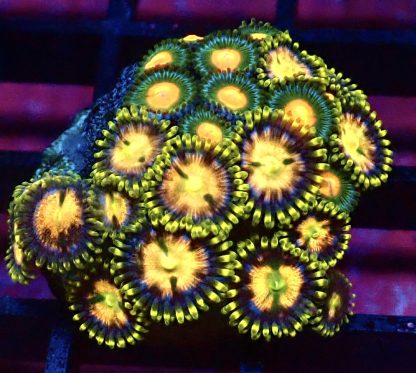 WYSIWYG Zoanthid Frag B40