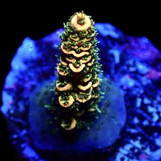 WYSIWYG M6 Sunset Millepora Frag Small