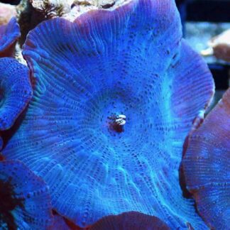 Denim Blue Mushroom Single