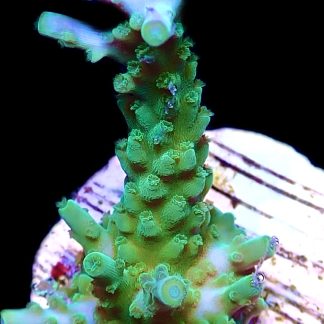 WYSIWYG 13G  Blue Marvel Acropora Frag