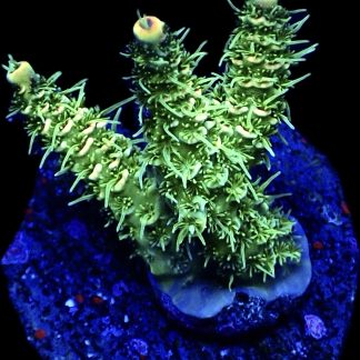 WYSIWYG 10F Pink Hulk Acropora Millepora Frag