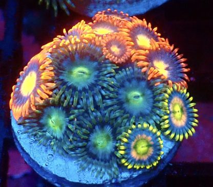 WYSIWYG Zoanthid Frag B40